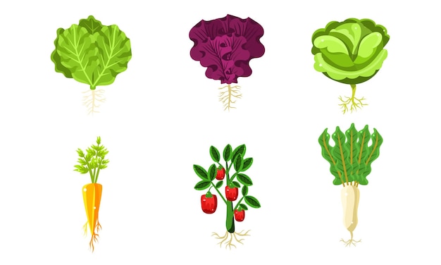 Vector vegetables with leaves and roots set lettuce carrot tomato cabbage turnip organic healthy food