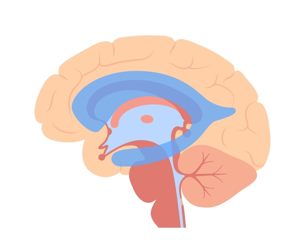 Ventriculaire systeem anatomie. Cerebrale ventrikels, cerebrospinale vloeistoffen in de hersenen vector