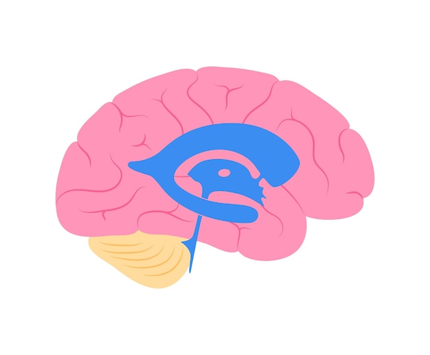 Ventriculaire systeem anatomie. cerebrale ventrikels, cerebrospinale vloeistoffen in de hersenen vector