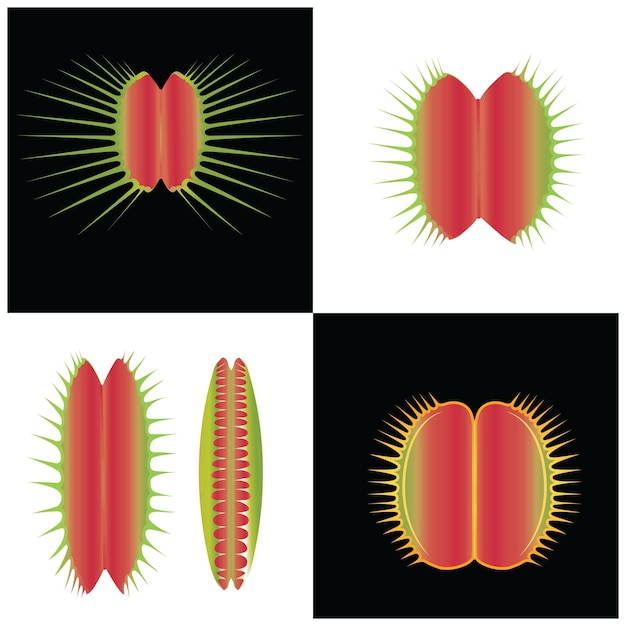 Venus flytrap vector illustration