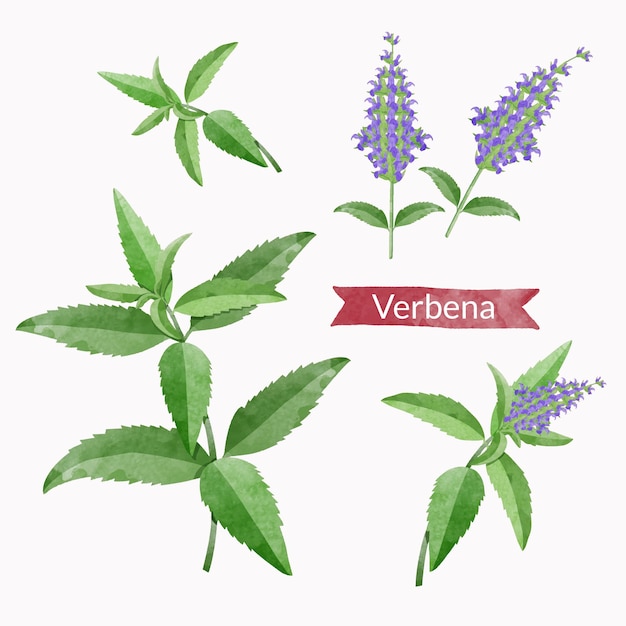 Verbena foglia ramo fiori e foglie elementi di design impostati illustrazione vettoriale in stile acquerello