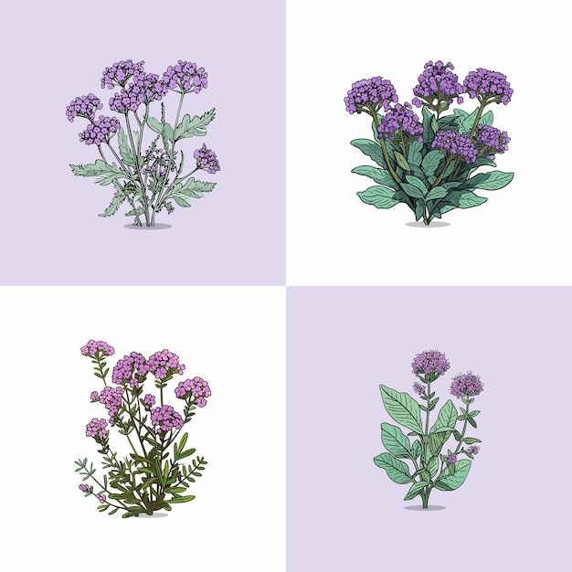 Vector verbena vector clip art illustration