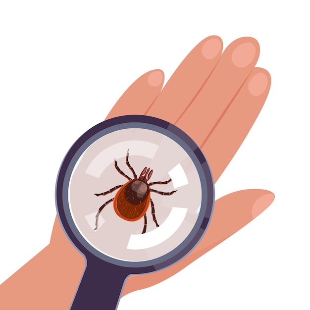 vergrootglas vergroot teken insect op hand op hand op witte achtergrond Top view Vector