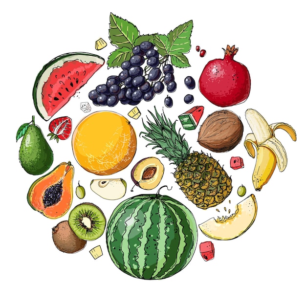 Vector vers voedsel. watermeloen, meloen, granaatappel, abrikoos, persimmon lijn getrokken op een witte achtergrond