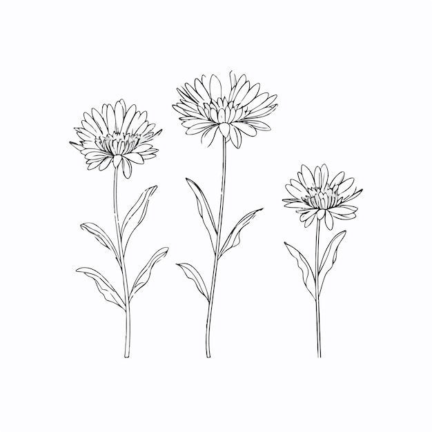 Versatile aster illustrations that can be used for a variety of applications