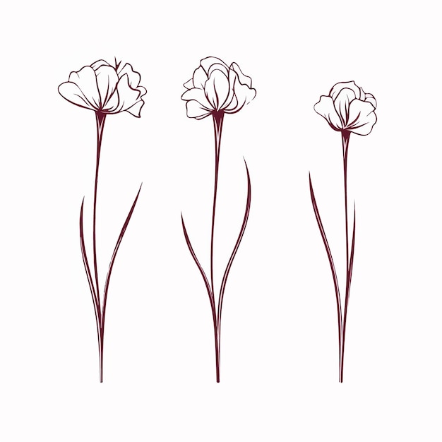 Versatile vector carnation illustrations suitable for a wide range of creative projects