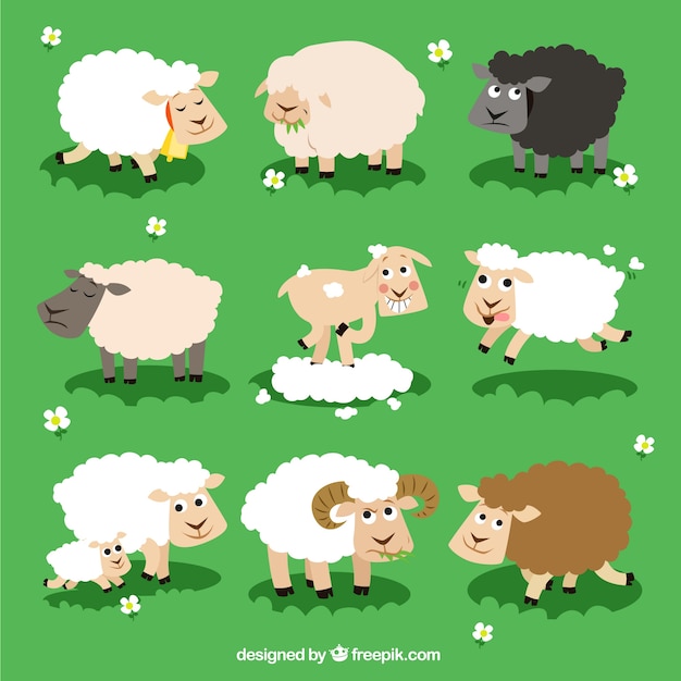 Vector verscheidenheid van schapen