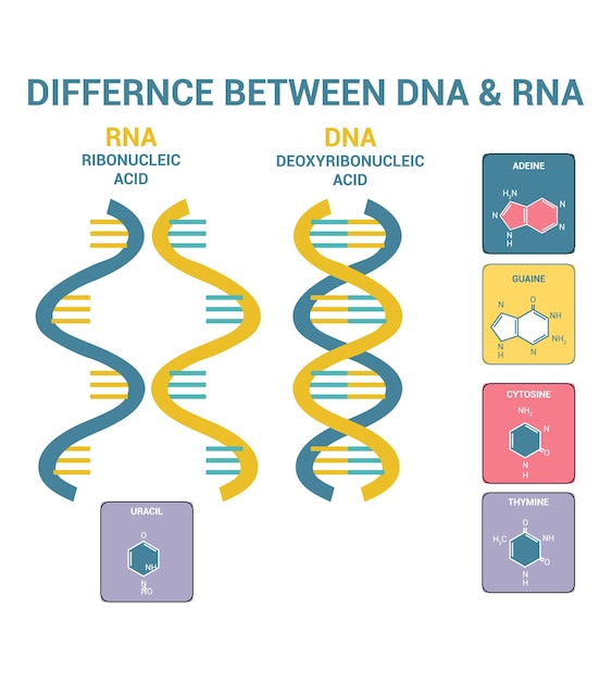 Verschil tussen DNA en RNA Structuur van DNA en RNA Deoxyribonucleïnezuur Ribonucleïnezuur