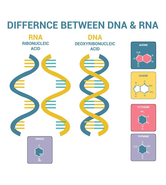 Vector verschil tussen dna en rna structuur van dna en rna deoxyribonucleïnezuur ribonucleïnezuur