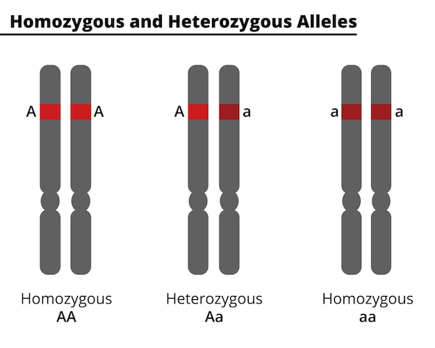 Verschil tussen homozygote en heterozygote allelen Vectorillustratie Didatische illustratie