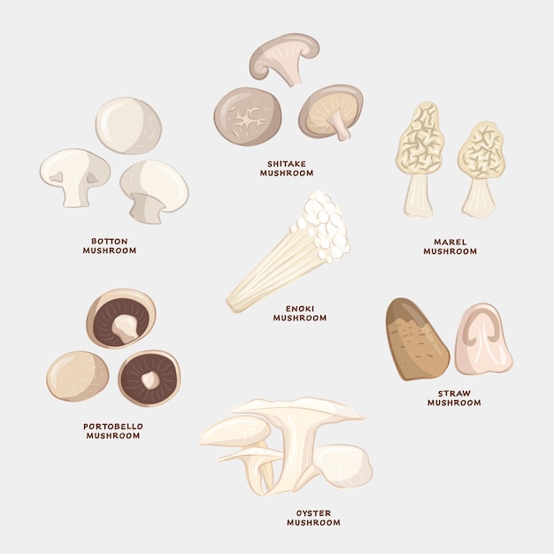 Verschillende eetbare paddenstoelen realistisch handgetekend voor het koken eten ingrediënt plantaardig veganistisch