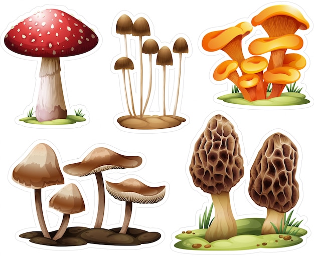 Verschillende paddenstoelen collectie