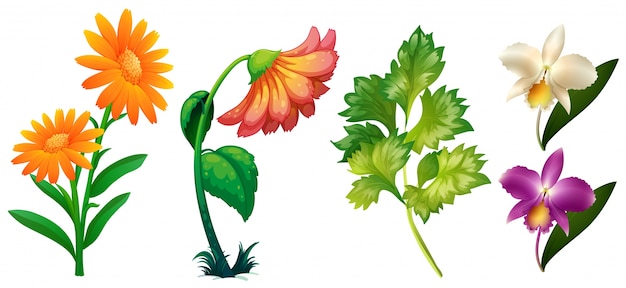 Verschillende soorten bloemen en bladeren illustratie