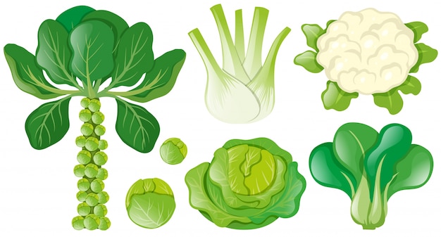 Verschillende soorten groene groenten