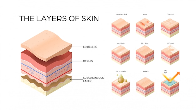verschillende soorten huidlagen instellen dwarsdoorsnede van de menselijke huidstructuur huidverzorging medisch concept vlak en horizontaal