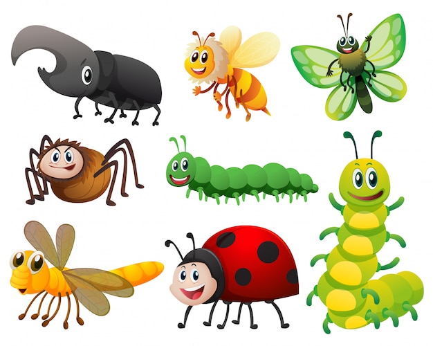 Verschillende soorten kleine insecten