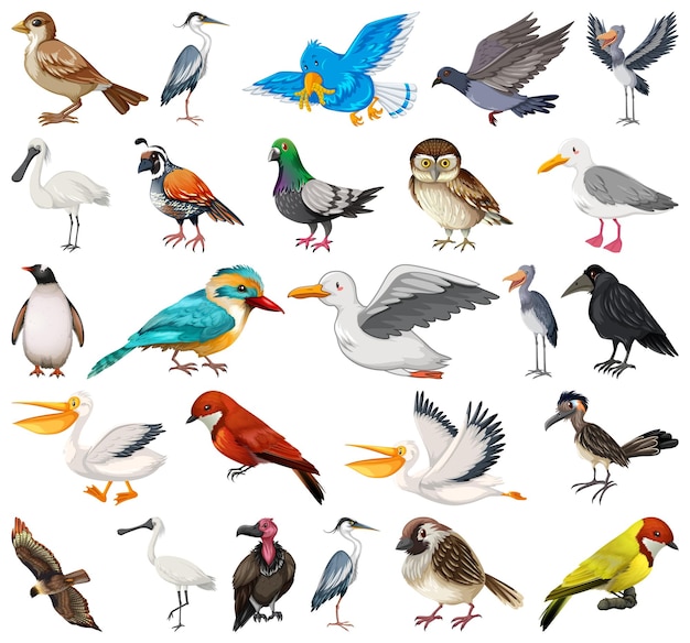 Verschillende soorten vogels collectie