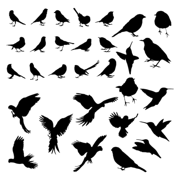 verschillende soorten vogels silhouet collectie