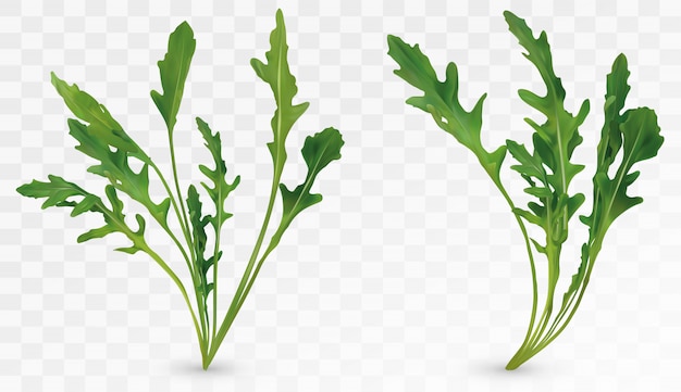 Verse 3D-blad rucola. Raketsalade geïsoleerd