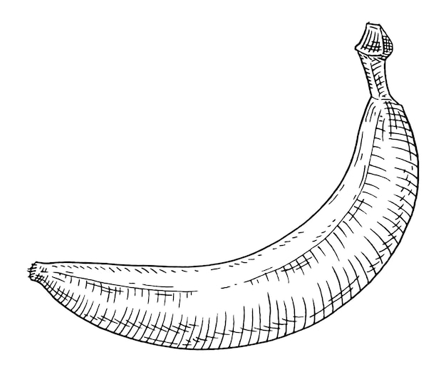 Verse banaan fruit Vintage vector gravure zwart zwart-wit afbeelding geïsoleerd op wit