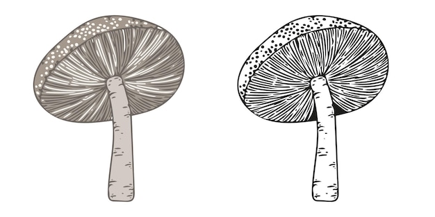 Vector verse biologische paddenstoel voor kleurplaat
