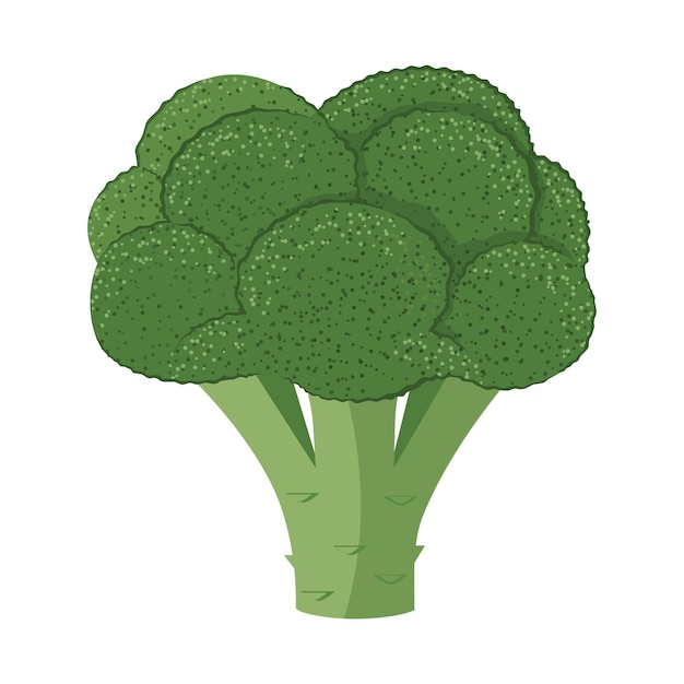 Vector verse broccoli kool op een witte achtergrond een gezond groen groenteproduct brocolli icoon kan gebruikt worden als embleem logo web print sticker vector illustratie