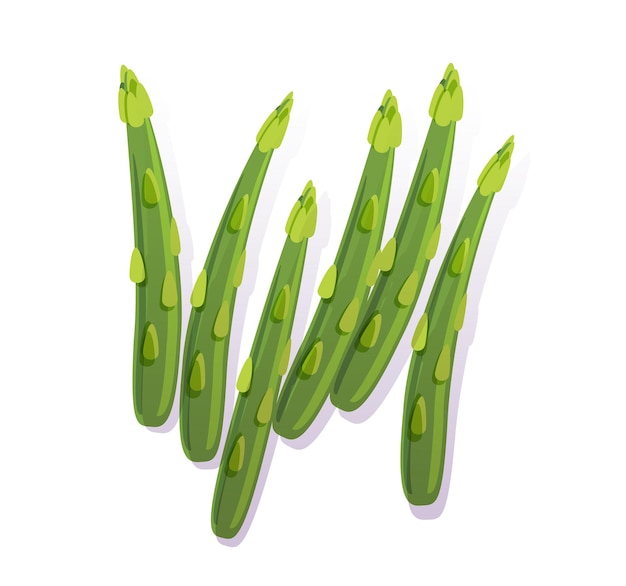 verse groene asperges geïsoleerde vectorillustratie