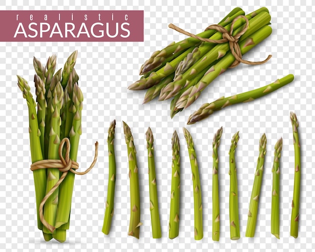 Vector verse groene asperges