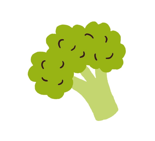 Verse groene broccoli. brocoligroente in krabbelstijl. gezond broccolivoedsel. rauwe groente. gekleurde platte vectorillustratie van brokoli geïsoleerd op een witte achtergrond.