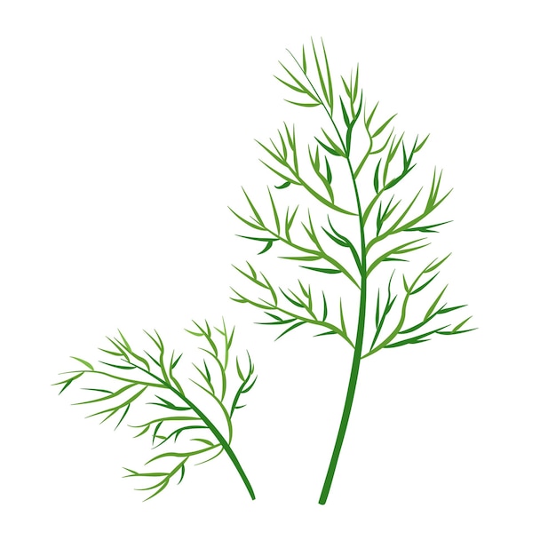 Vector verse groene dill bladeren dill kruid ontwerp element in culinaire pakket koken concept