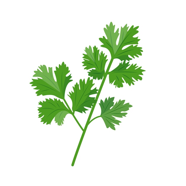 Verse groene korianderbladeren koriander kruid in culinair pakket kookconcept
