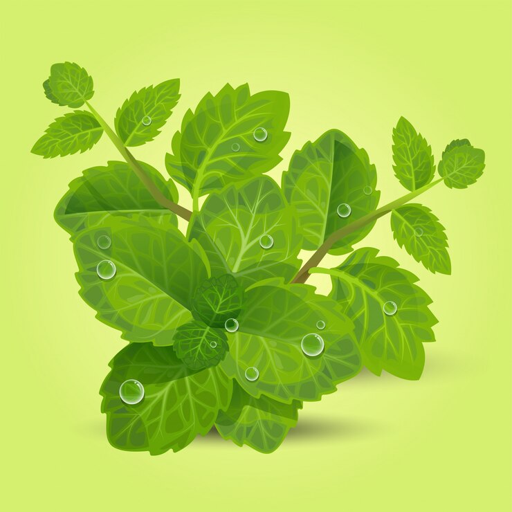 Verse groene muntblaadjes
