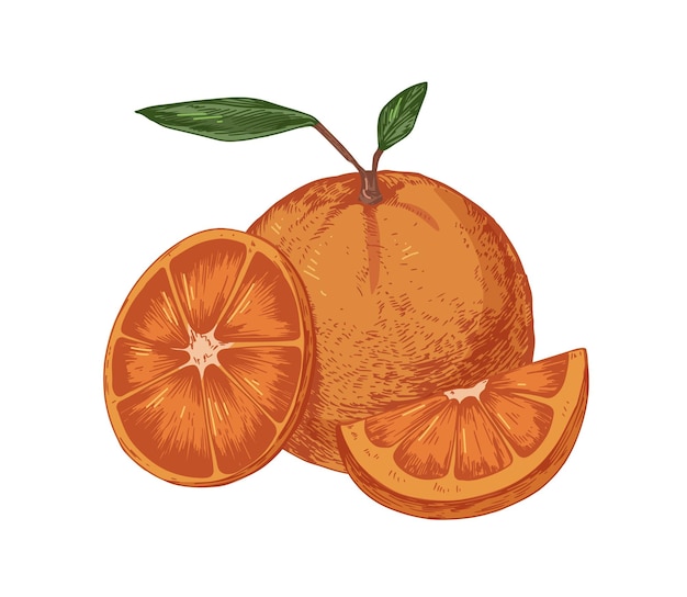 Vector verse hele sinaasappel met schijfje en segment van fruit. rijpe sappige citrus met bladeren. handgetekende gekleurde vectorillustratie van fruitige samenstelling geïsoleerd op een witte achtergrond.