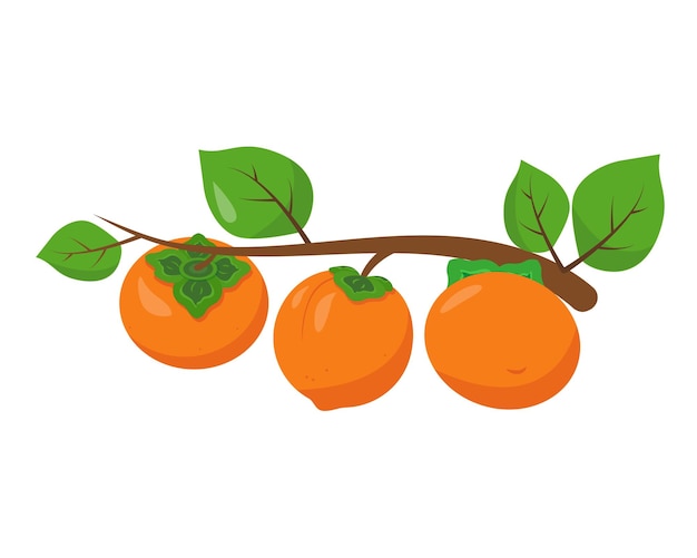 Verse sappige persimmonvruchten op tak Persimmon tropische vruchten voor vitamine gezonde voeding