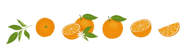 Vector verse sinaasappelschijfjes set citrus vitamine c vector illustratie geïsoleerd op witte achtergrond