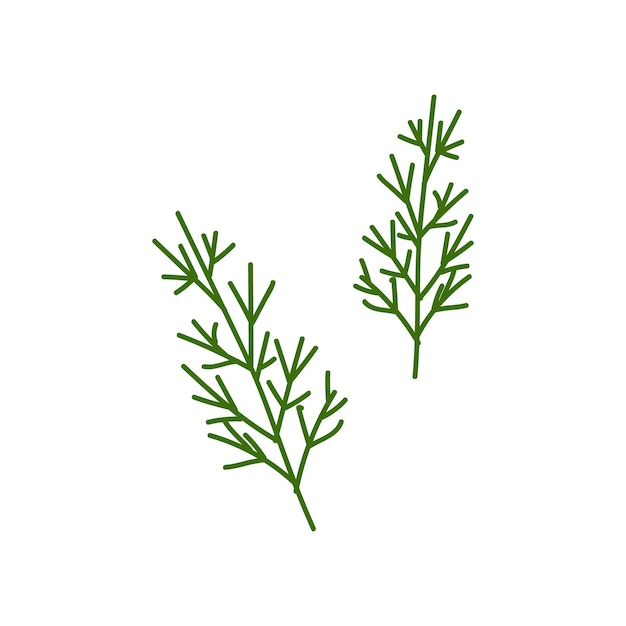 Verse takjes van dille in een eenvoudig en schoon ontwerp voor culinair gebruik en het identificeren van kruiden