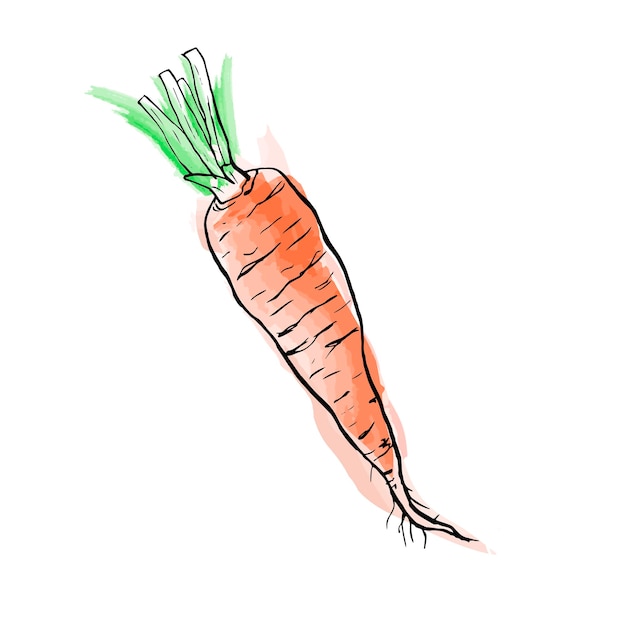 Verse wortel handgetekende vector doodle illustratie Splash van waterverf vlek op schets illustratie van wortel Eenvoudige schets van groente geïsoleerde vegetarische voeding