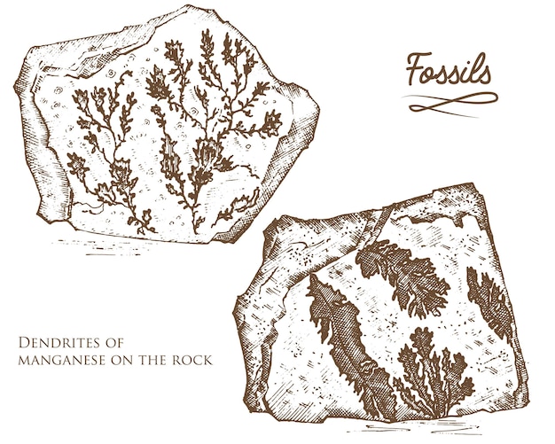 Versteende planten stenen en mineralen kristallen prehistorische dieren archeologie of paleontologie fragment fossielen gegraveerd hand getrokken in oude schets en vintage stijl