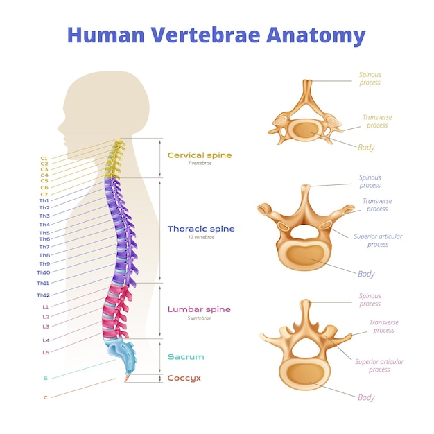 Vector vertebrae spinal cord anatomy infographics with diagram of color coded spine segments with editable text captions vector illustration