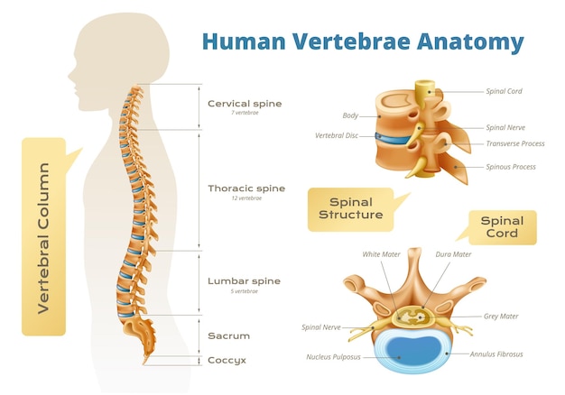 Vettore infografica di anatomia del midollo spinale delle vertebre con set di immagini scientifiche isolate silhouette del corpo umano e illustrazione vettoriale del testo
