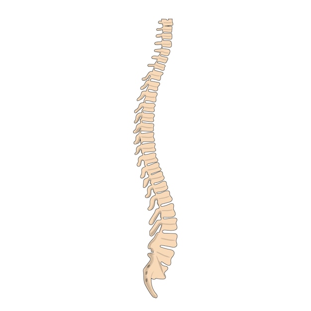 Vector vertebral coloumn whole 2