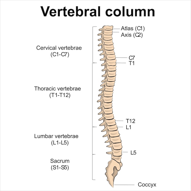 vertebral column labeled anatomy