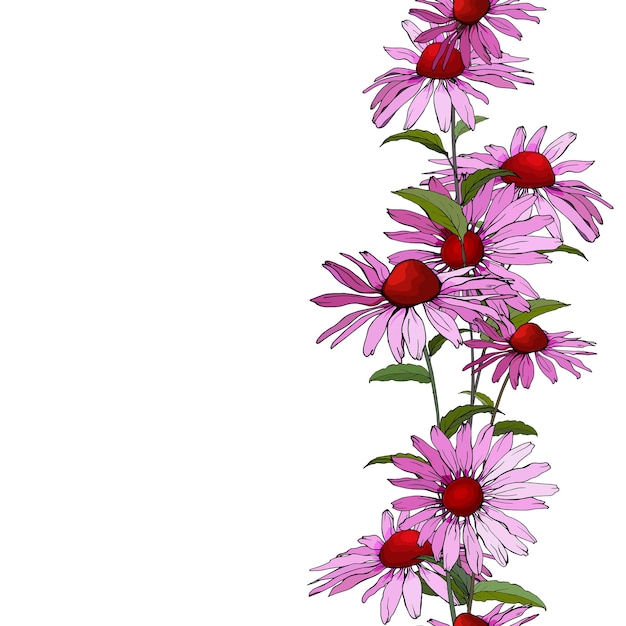 Image of Echinacea border flowers