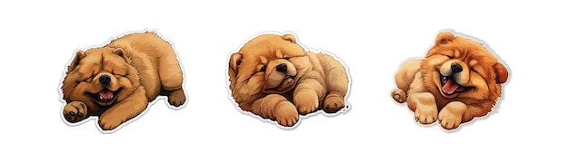 Very cute realistic gold chow chow lies on its back set Vector illustration design
