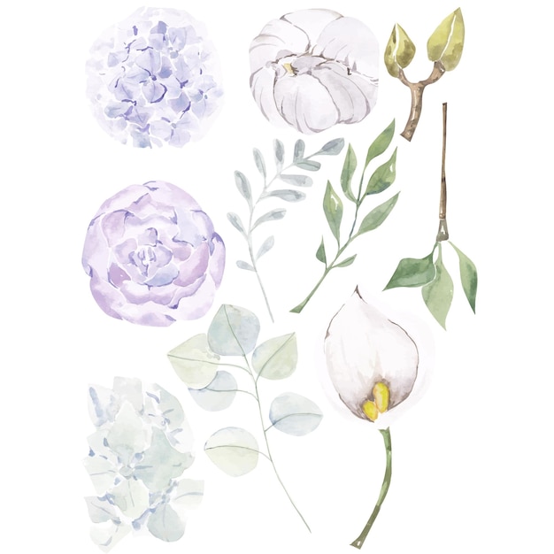 ベクトル 非常にペリフラワーセット。白い背景の上の紫色の花