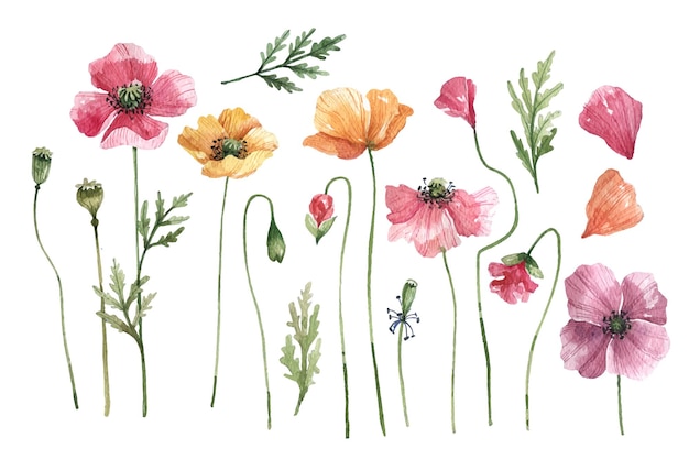 Verzameling van aquarel papaver bloemen Geel roze en oranje papavers