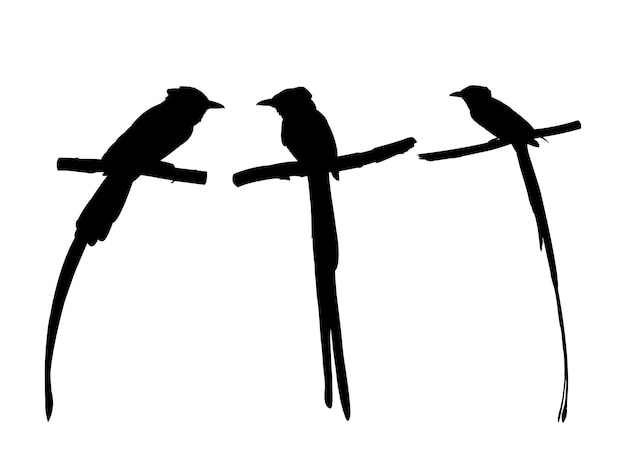 Vector verzameling van aziatische paradijs vliegenvanger vogel op boomtak silhouetten.