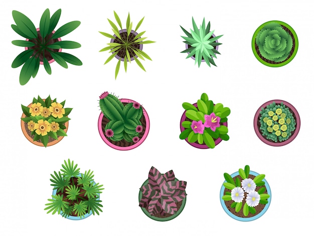 Vector verzameling van bovenaanzicht van planten in potten. home plantenset. cactus, groene bladeren concept. interieur huis tuinieren ontwerp. set van verschillende kamerplanten met bloemen.