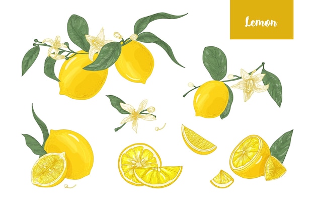 Verzameling van gedetailleerde tekeningen van hele en gesneden citroenen, takken, bloemen en bladeren geïsoleerd op een witte achtergrond. Helder gele citrusvruchten. Vector illustratie hand getekend in elegante vintage stijl.