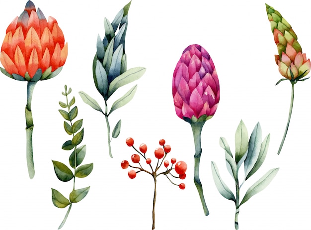 Verzameling van geïsoleerde aquarel protea en planten